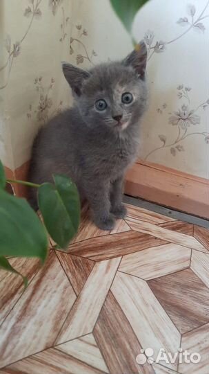 Котята в добрые руки бесплатно