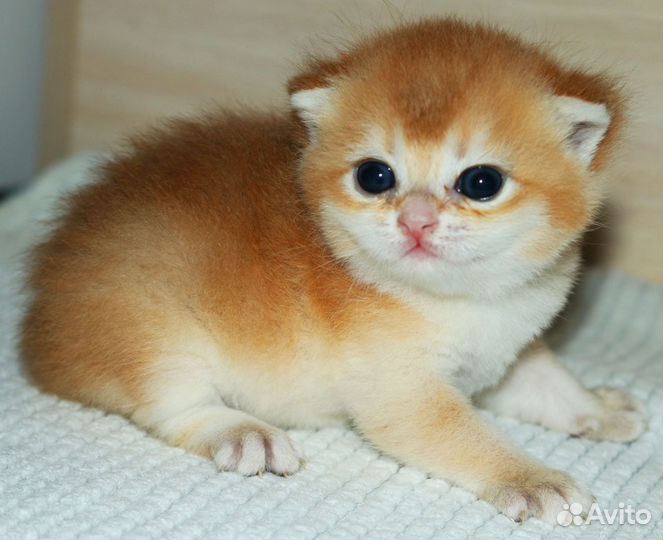 Котята золотые и серебристые шиншиллы