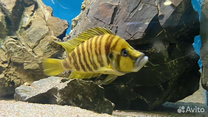 Цихлиды оз, Танганьика