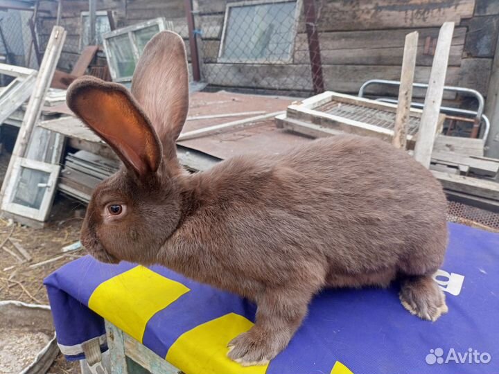 Немецкий пёстрый великан строкач