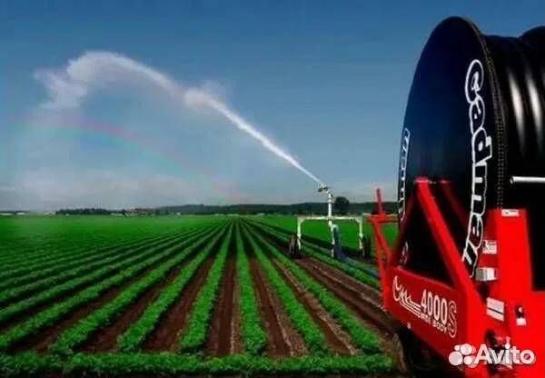 Ищу инвесторов в чеснок под 40 процентов годовых