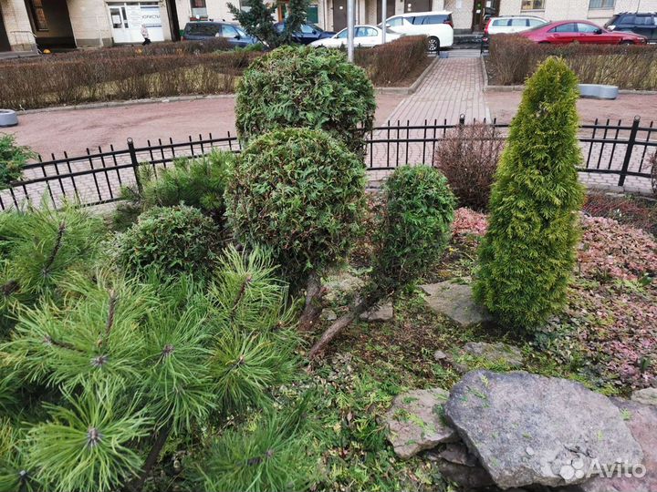 Топиарная стрижка деревьев, садовник