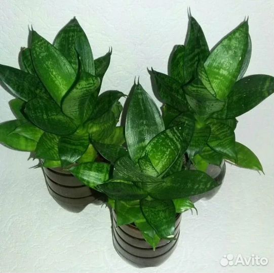 Сансиеверия ханни