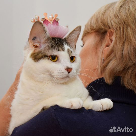 Кошечка Нора