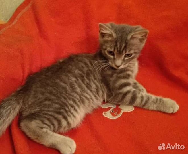 Кошки в добрые руки бесплатно