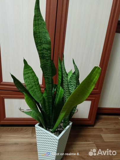 Щучий хвост.Каланхоэ, сингониум