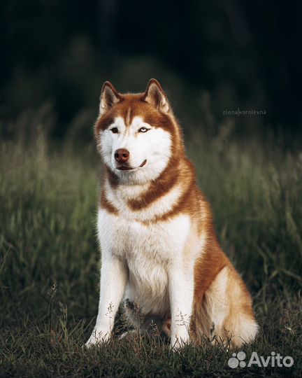 Буч из приюта