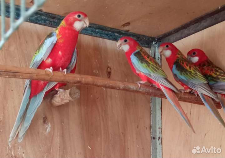 Попугаи розелла