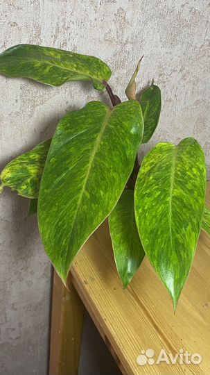 Филодендрон Медуза