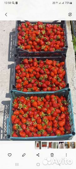 Рассада ранней клубники