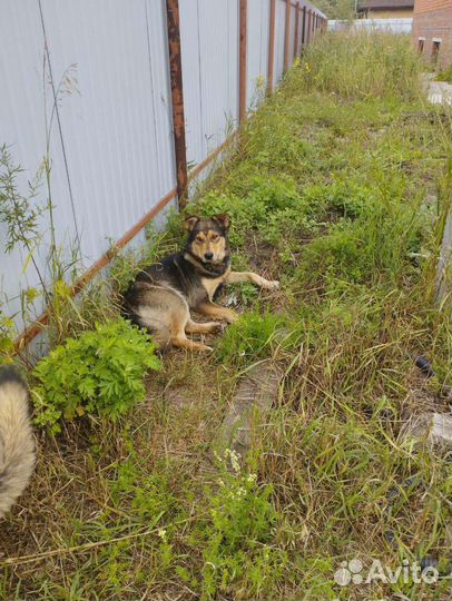 Нашли собаку. Хозяева отзовитесь