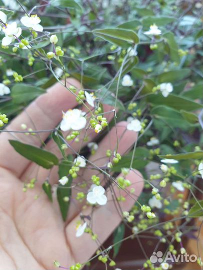 Традесканция Фата Невесты. Каллизия