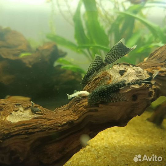 Анциструс сомик 4 мес