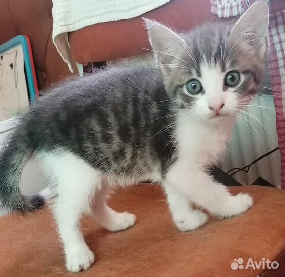 Котёнок в добрые руки