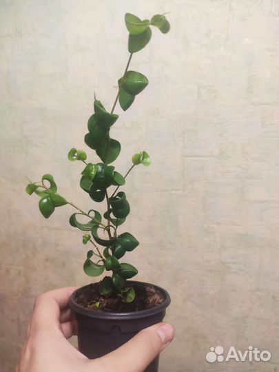 Фикус Бенджамина Барок