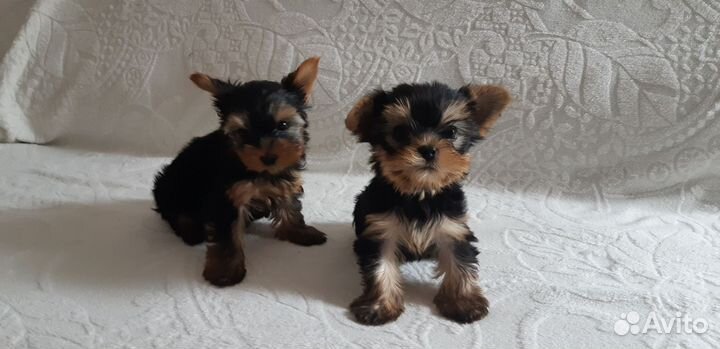 Йоркширский терьер мини щенки бейби фейс