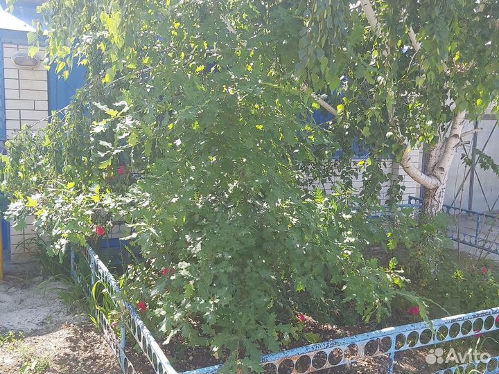 Дуб саженец бесплатно