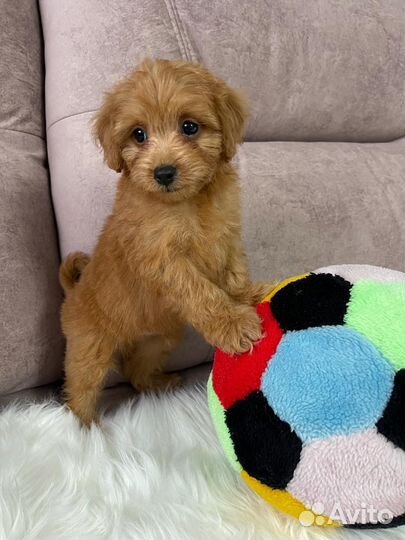 Щенки мальтипу