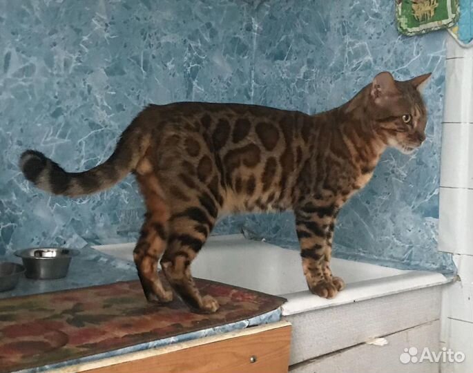 Вязка с бенгальским котом