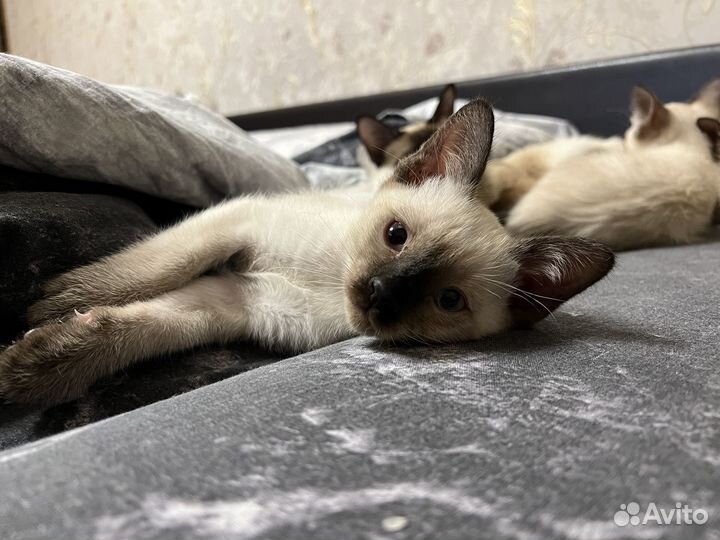 Меконгский бобтейл