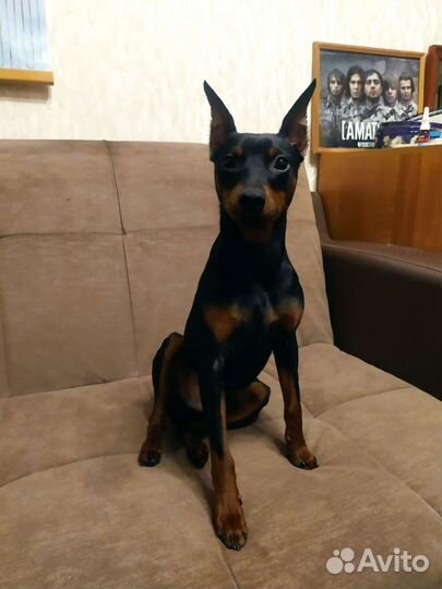 Вязка цвергпинчер