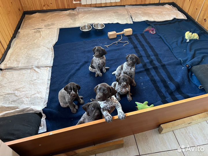 Щенки курцхаара