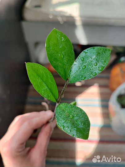 Замиокулькас