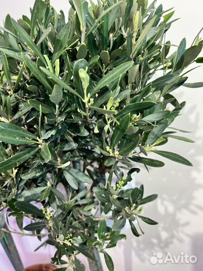 Оливковое дерево в цветении