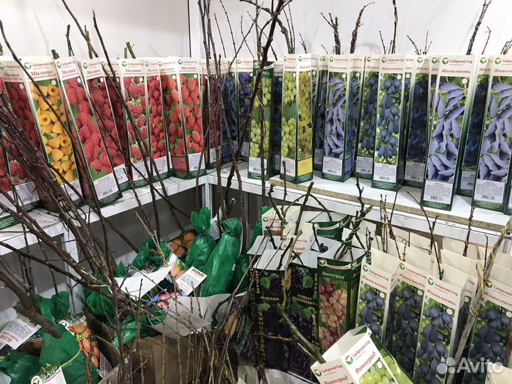 Саженцы плодовых деревьев,все для сад/огород