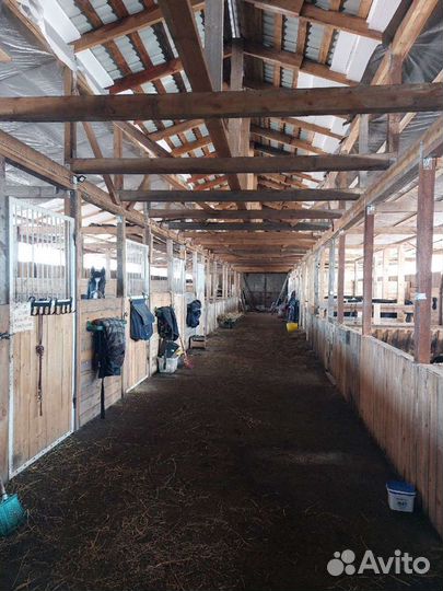 Постой лошадей