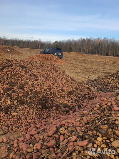 Картофель,морковь