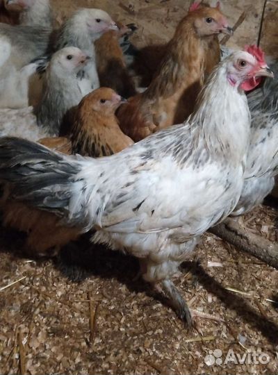 Петушок Брама