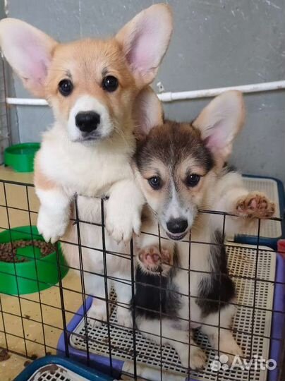 Вельш корги пемброк девочки и мальчики