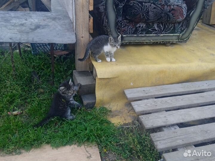 Отдам бесплатно