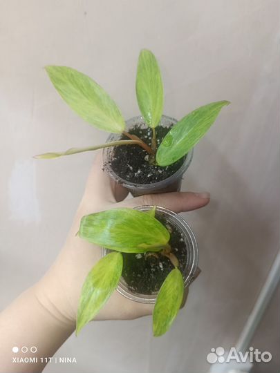 Филодендрон Painted lady/Расписная леди