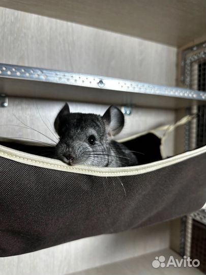 Витрина новая для шиншиллы