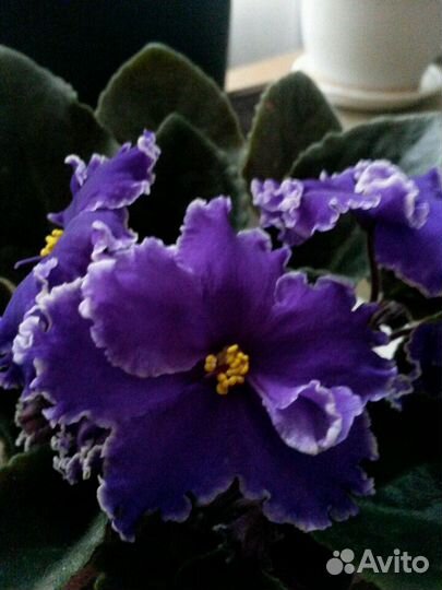 Черенки сортовых фиалок