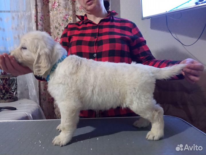 Высокопородные щенки золотистого ретривера