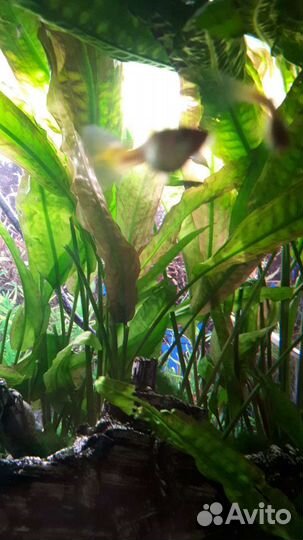 Растения для аквариума