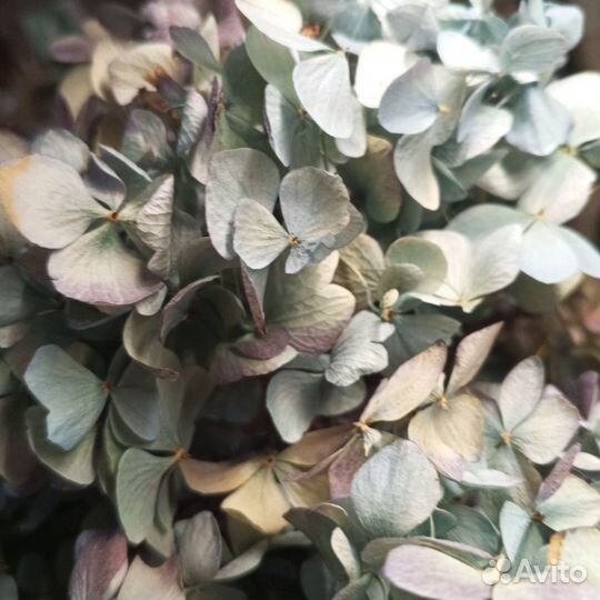 Гортензия сухоцвет