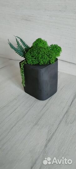 Кашпо со стабилизированным мхом