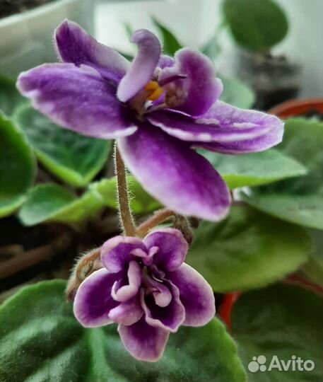 Кратон Фиалки Сансевиер Спатифиллум Плющ Адиантум