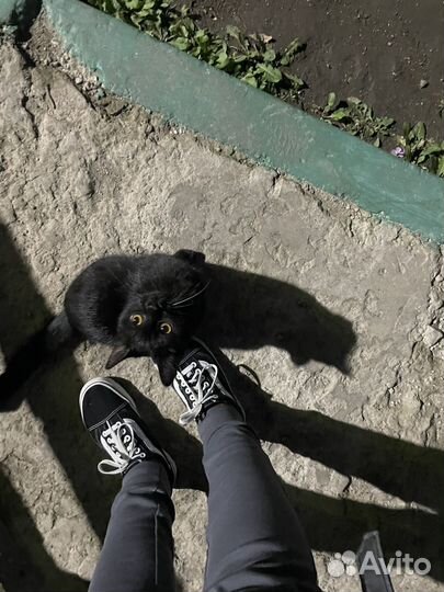 Котенок даром