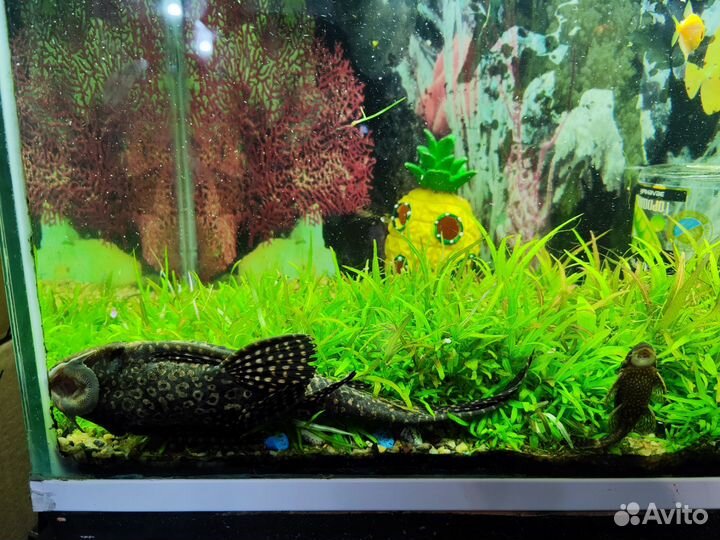 Сом аквариумный