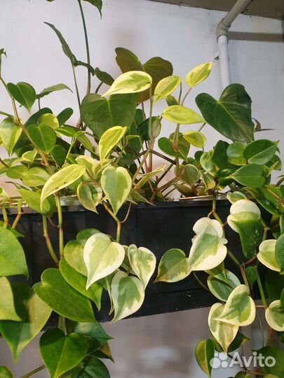 Комнатные цветы растения