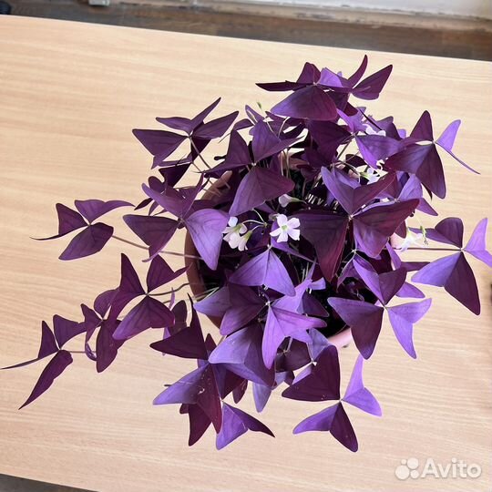 Оксалис. Кислица