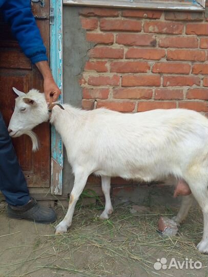 Продам козу дойную и козлят