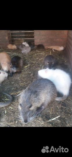 Продаются нутрии
