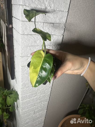 Филодендрон вариегатный