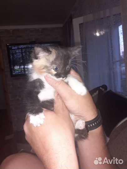 Кошка в дар бесплатно